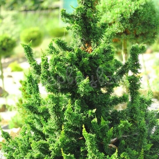 Thuja occidentalis Malonyana Holub фото из сети