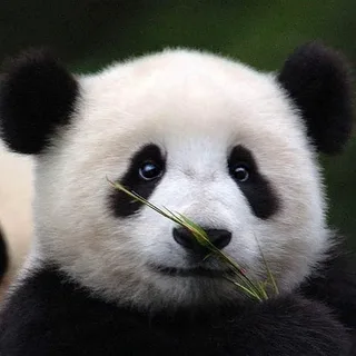 Панда с веточкой бамбука