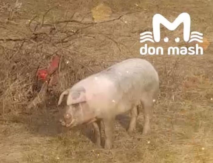 Источник фото: Don Mash/скриншот с видео
