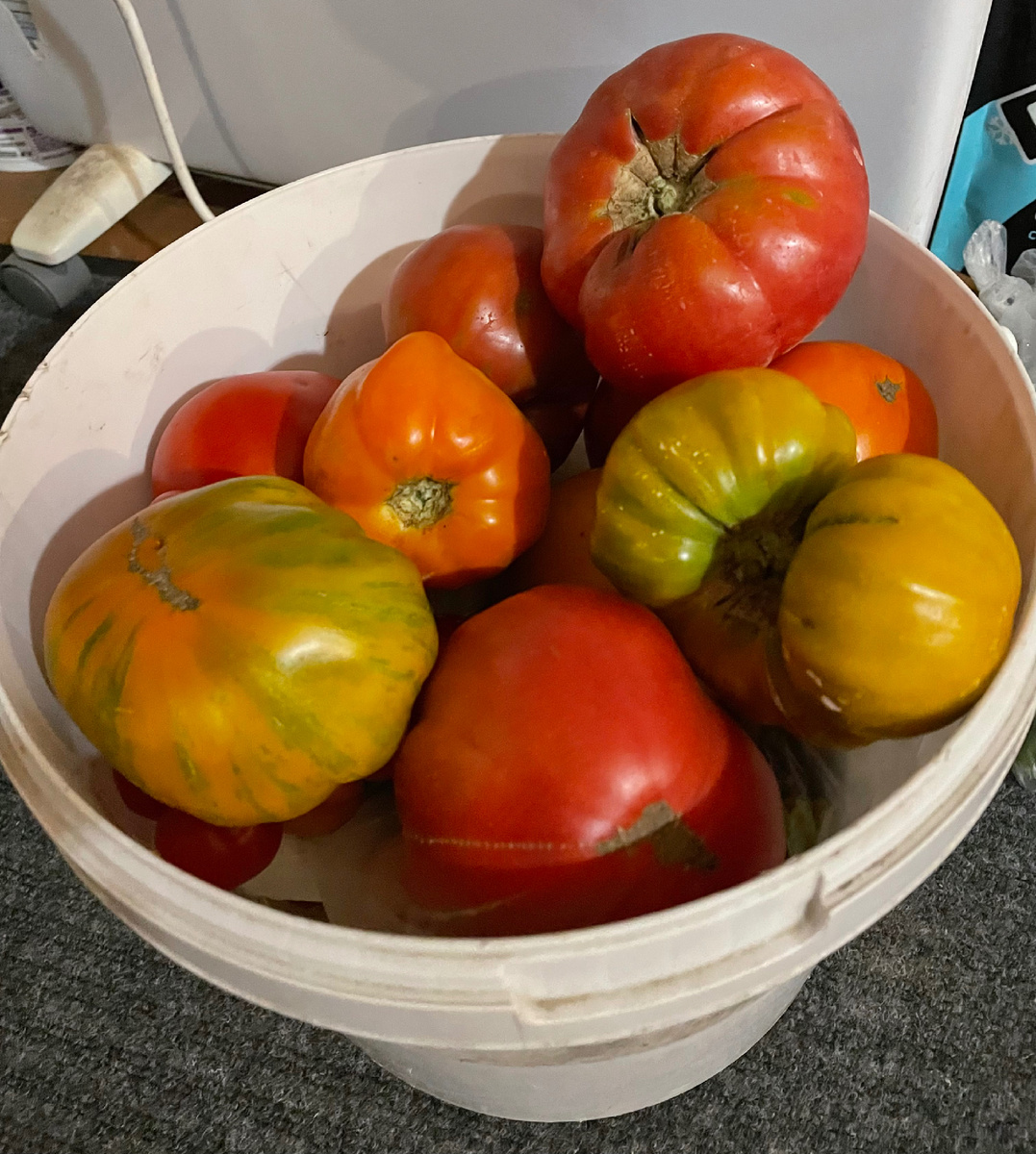 Томаты 2024 г