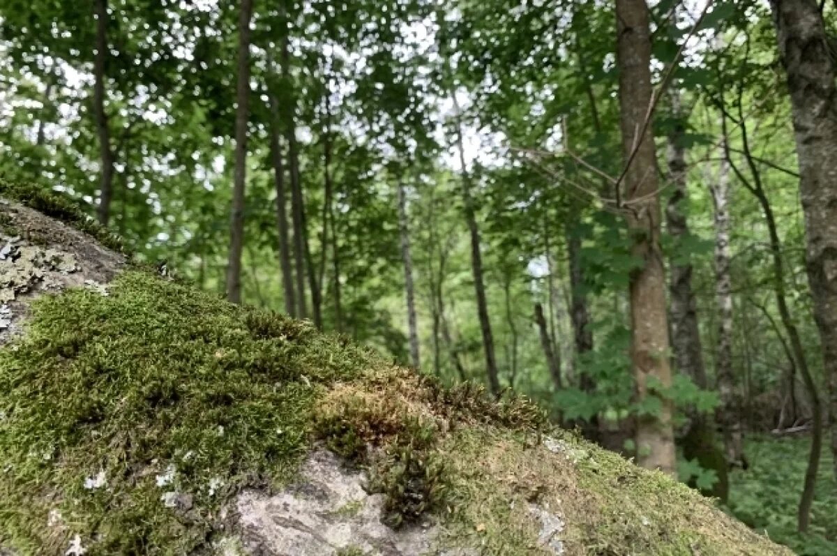    Грибников в Тверской области атакуют лосиные вши