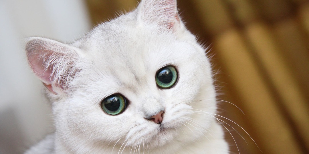 Кот не вздыхает просто так