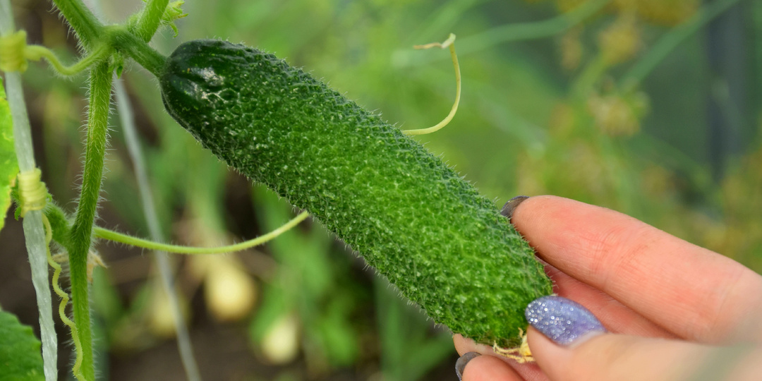 "Спасаем огурцы от пожелтения - простой способ (листья долго не болеют и не желтеют)