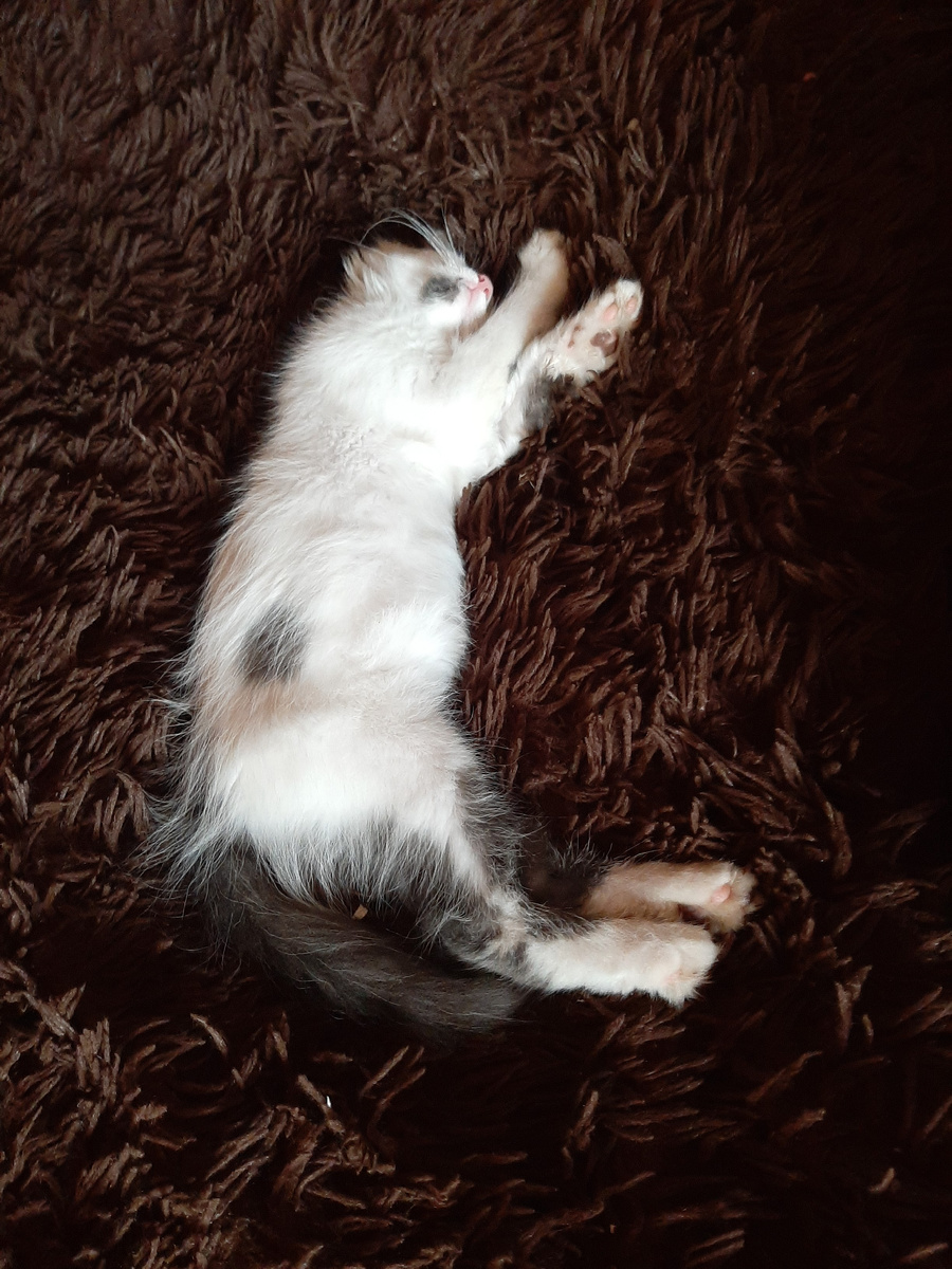 Вот так мы его обнаружили в доме