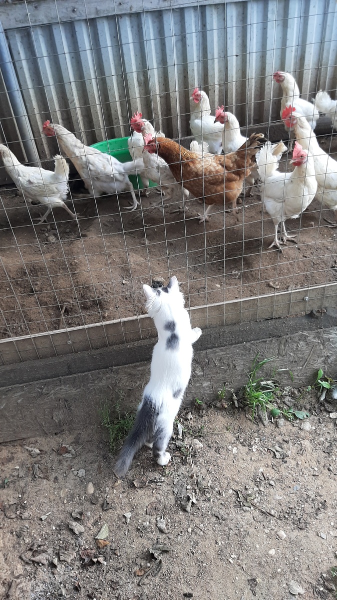Киса забавляла себя тем, что сначала загоняла кур в сарай, потом выгоняла их обратно