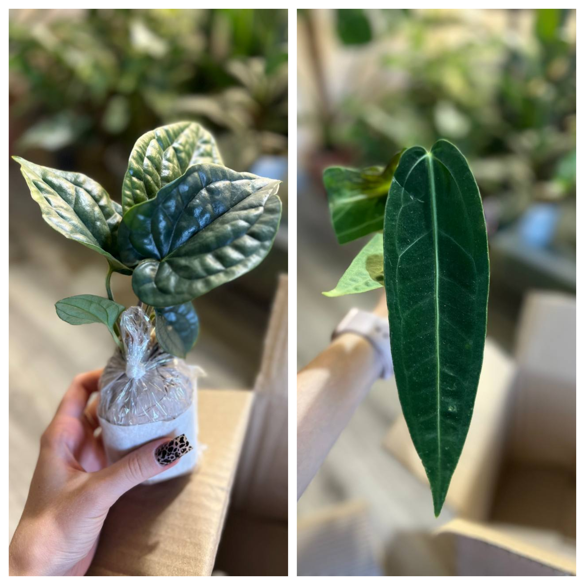 Anthurium Luxurians и Anthurium Warocqueanum