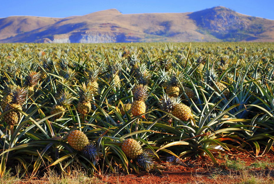 Источник: https://vsegda-pomnim.com | Ананасовые плантации. Культура произрастает во всех тропических странах. Впервые её одомашнили индейцы Южной Америки 4 тыс. лет назад (листайте галерею изображений)