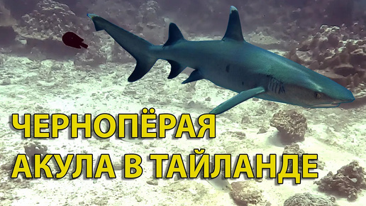 Чернопёрая акула (Silvertip shark) острова ПиПи (Ko PhiPhi)