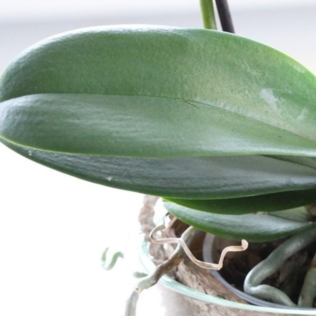 Цвет здорового листа