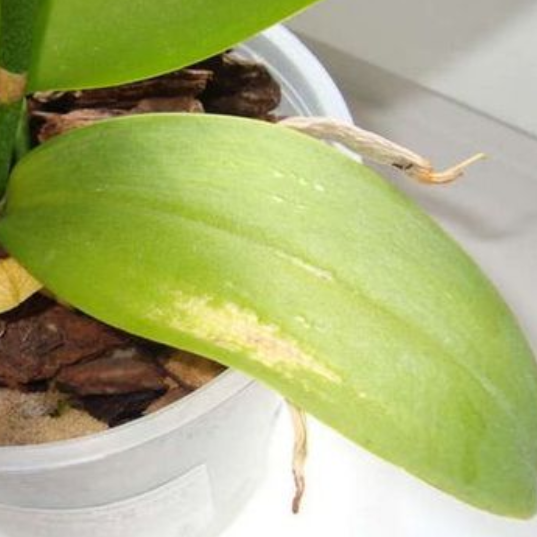 Листья желтого, коричневого цвета