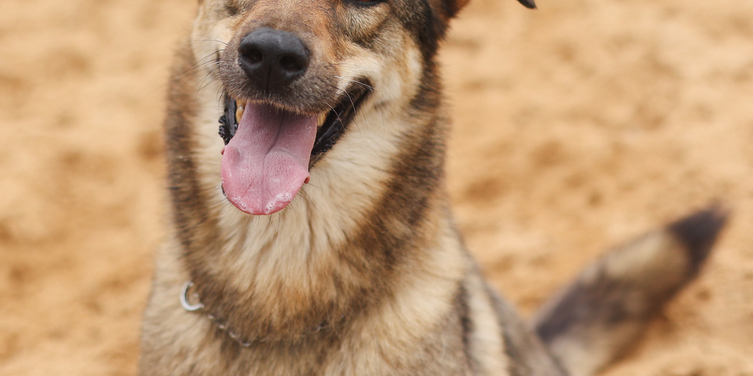 Уже несколько лет собака живёт в приюте. Знает команды и адаптирована к жизни в городе. Но, вероятно, причина в её внешности