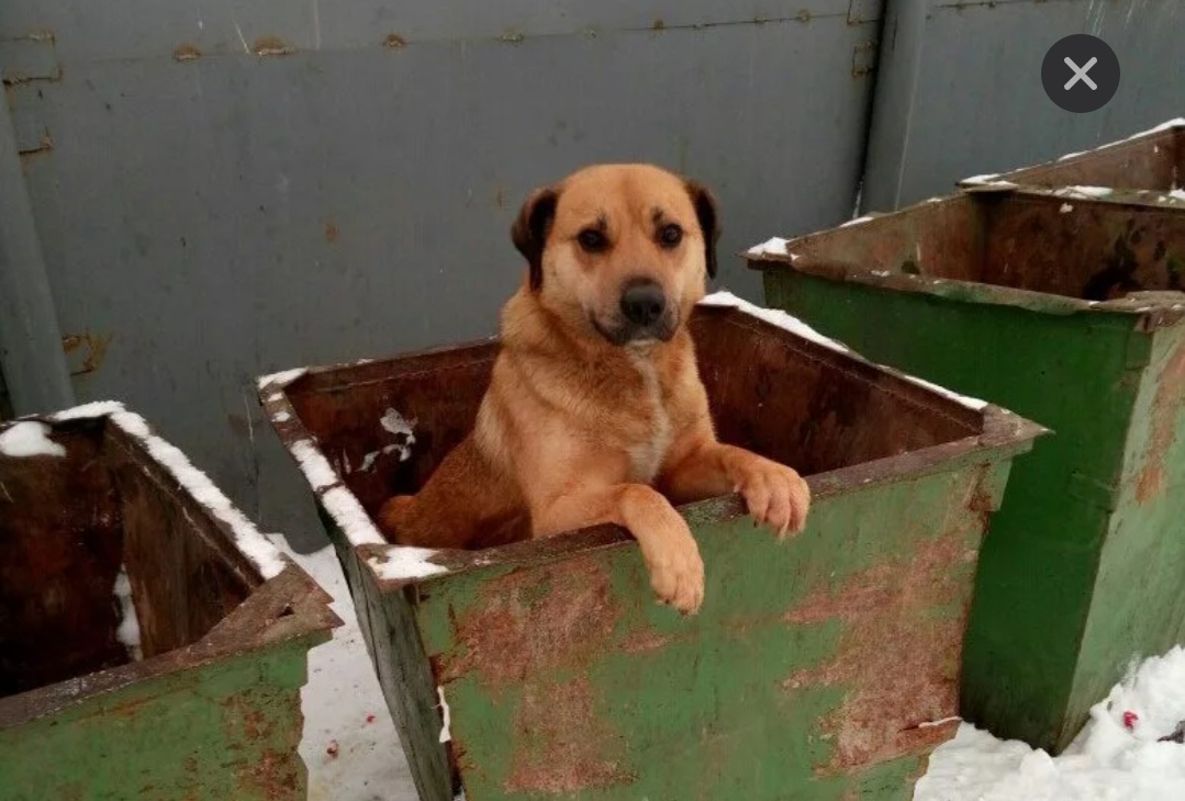 Друзья хочу чтобы вы прочитали эту статью.Люди безбрежно выкидывают стекло на помойку,тем самым создают опасность для бродячих кошек и собак.Они залезают  в мусорку чтобы найти себе пищу,ведь у них нет другого выхода,но когда люди выкидывают стекло они даже не задумываются,что животные из-за этого в опасности.Пожалуйста когда вы что-нибудь разбили упакуйте очень хорошо чтобы животные не пострадали.