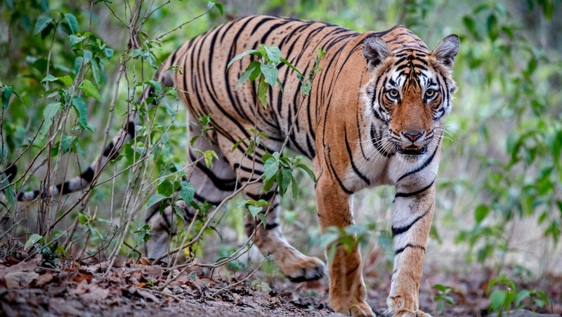 Фото: @vladimircech / freepik.com 