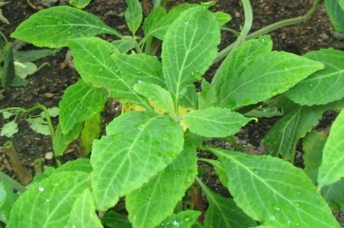    На Камчатке дачникам грозит штраф 300 тысяч за мяту и шалфей на участке