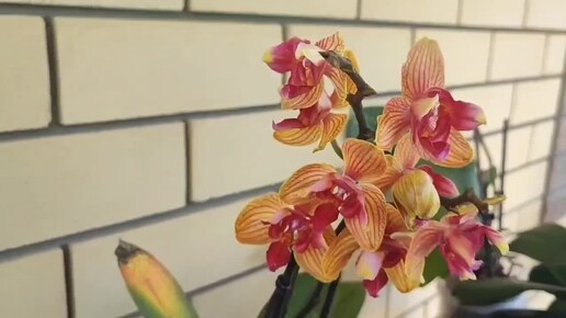 Новинки #орхидеи Рыжики!