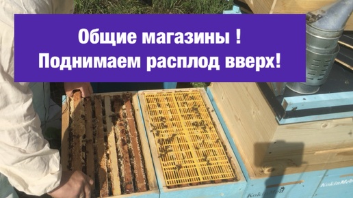 Общие магазины! Поднимаемраплод вверх!