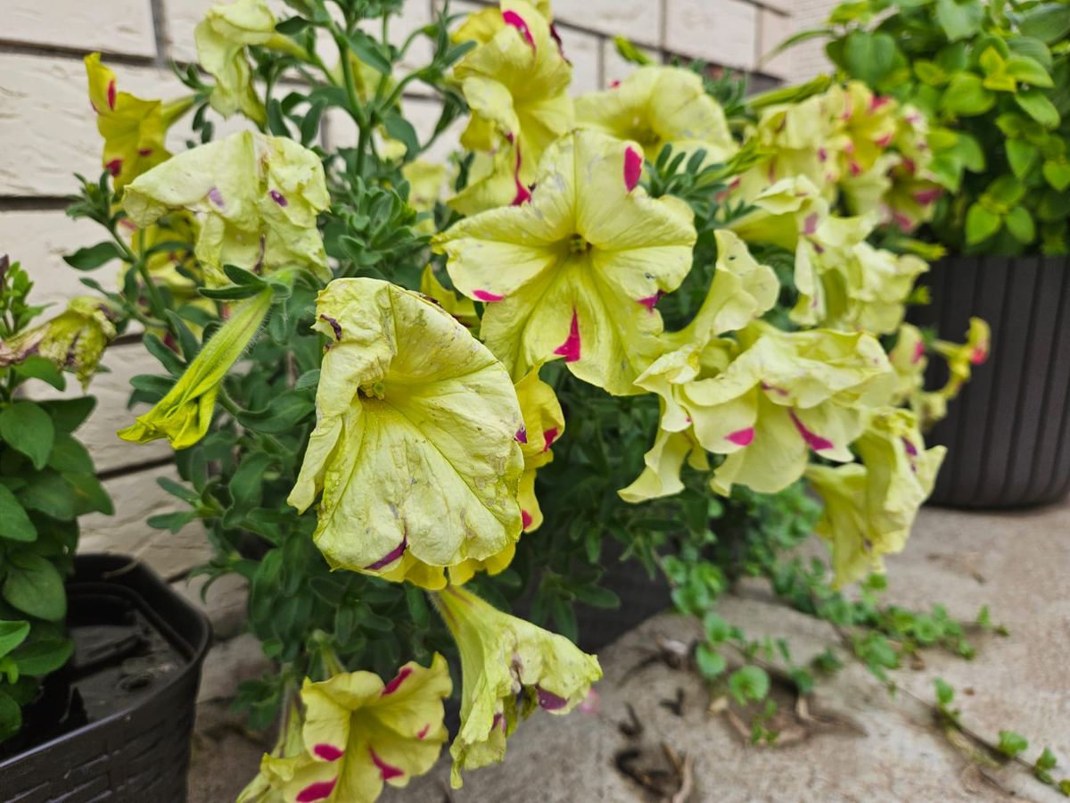 Ну не очень, согласитесь?