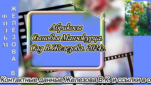 Абрикосы Сыновья Манчжурца.  Сад В Железова.  2024г.