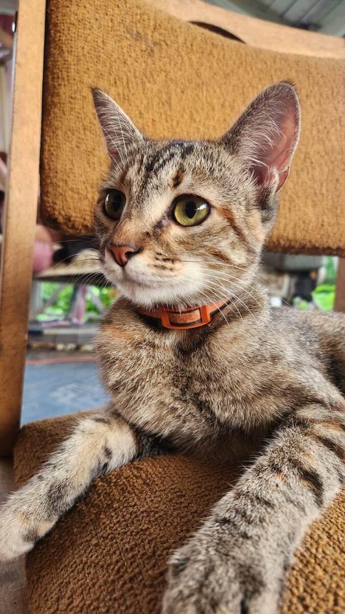 Фото автора.  Кошка Печка вся сплошное внимание.