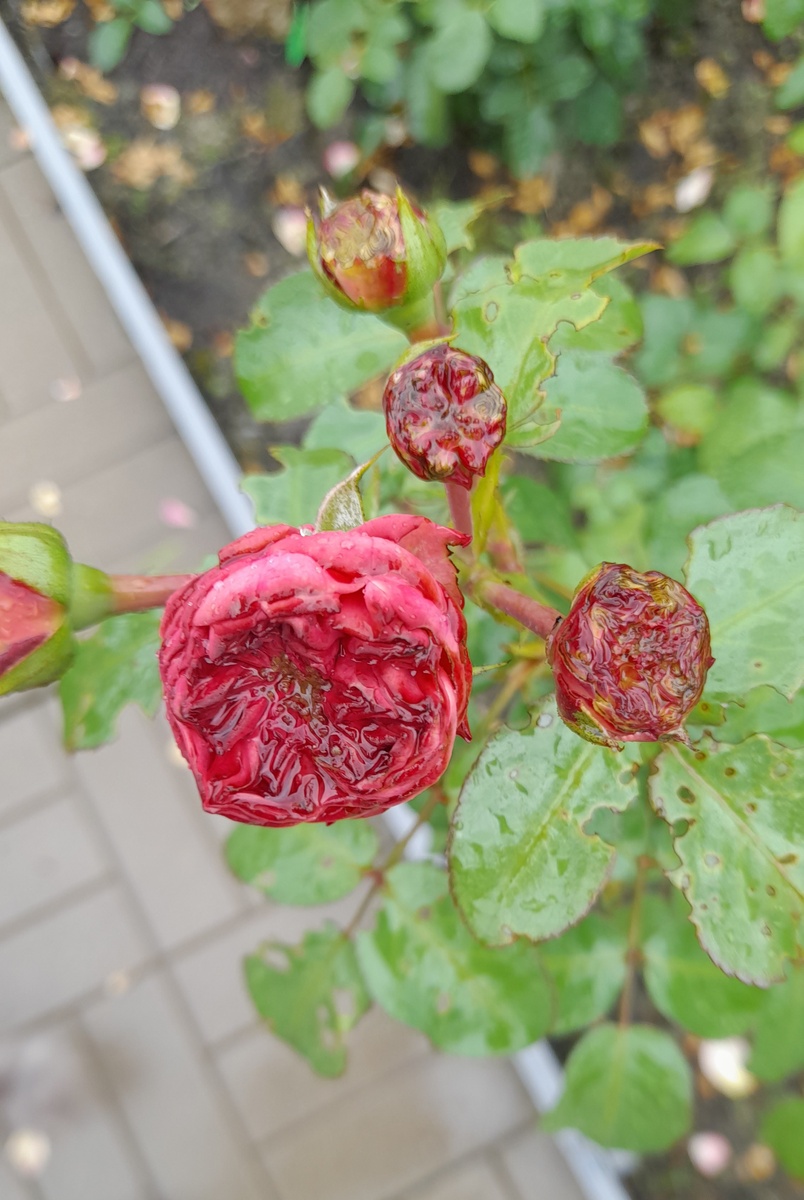 Леонардо да Винчи 