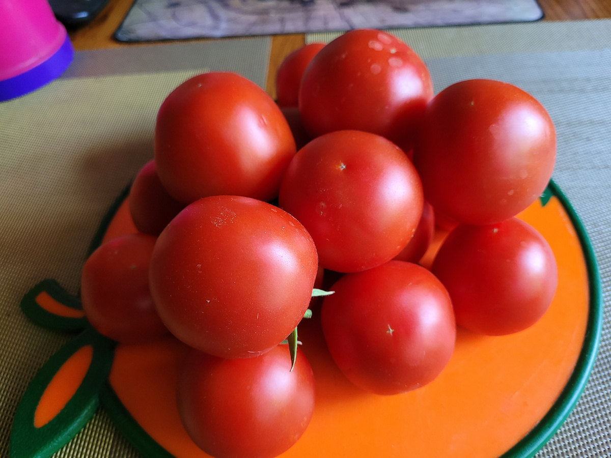 Гибрид "Сандалини", все плоды красивые, как на подбор