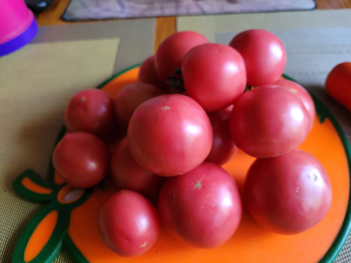 Гибрид "Свитнес Пинк" - розовая сладость, очень вкусные томаты