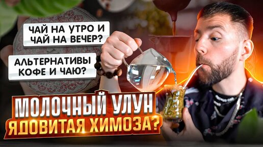 Молочный улун — ядовитая химоза? Китайский чай на вечер и чай на утро? Альтернативы кофе и чаю