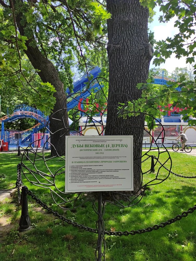 Вековой дуб в парке Городской сад. Краснодар.