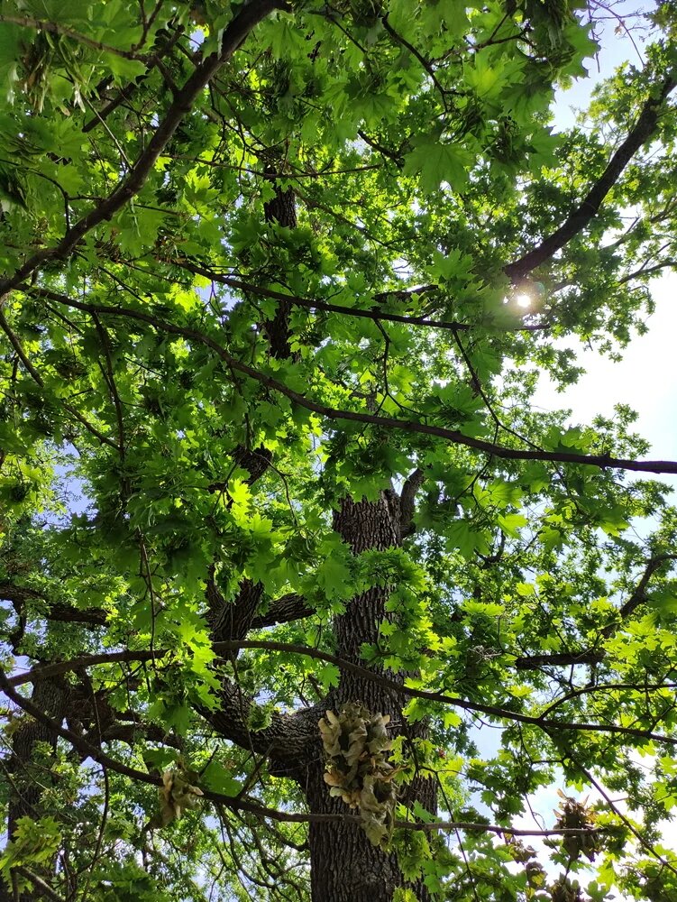 Дуб вековой 1415 год