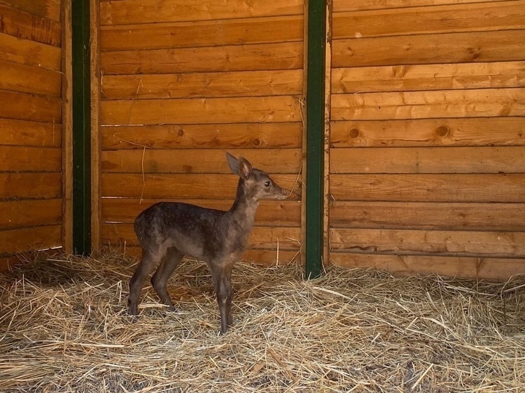     Фото: официальная страница в "ВК" лесной территории Воронежского зоопарка "Червленый Яр"