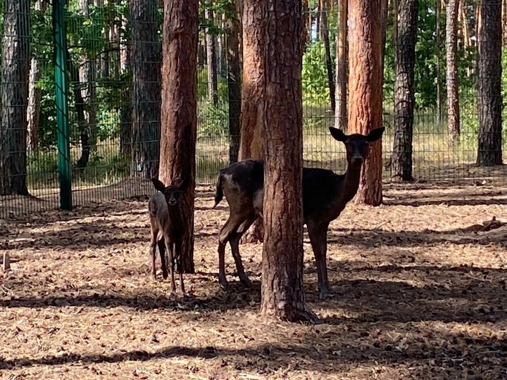     Фото: официальная страница в "ВК" лесной территории Воронежского зоопарка "Червленый Яр"