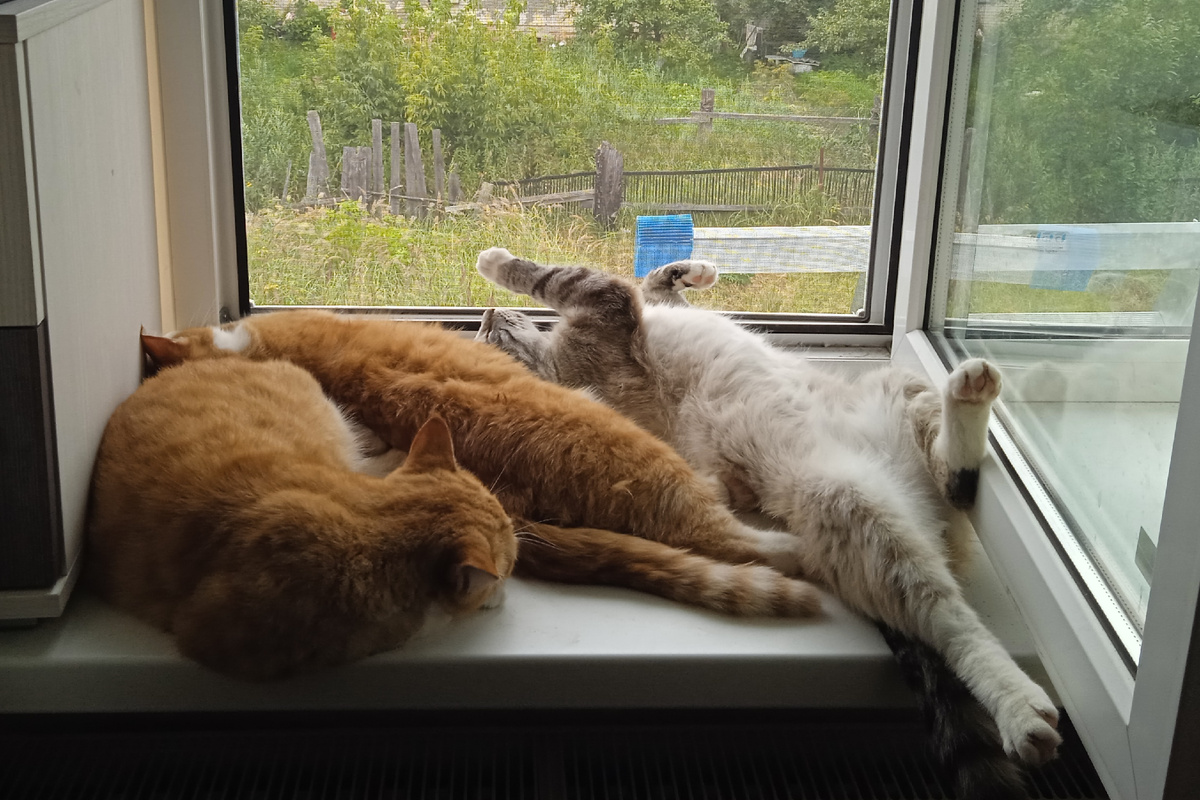 Три кошки – это вот так. Справа налево: кот № 1, Дизель. Кошка № 2, Пышка. Крайняя слева – Рыжик, кошка № 3. Прошу любить и жаловать.