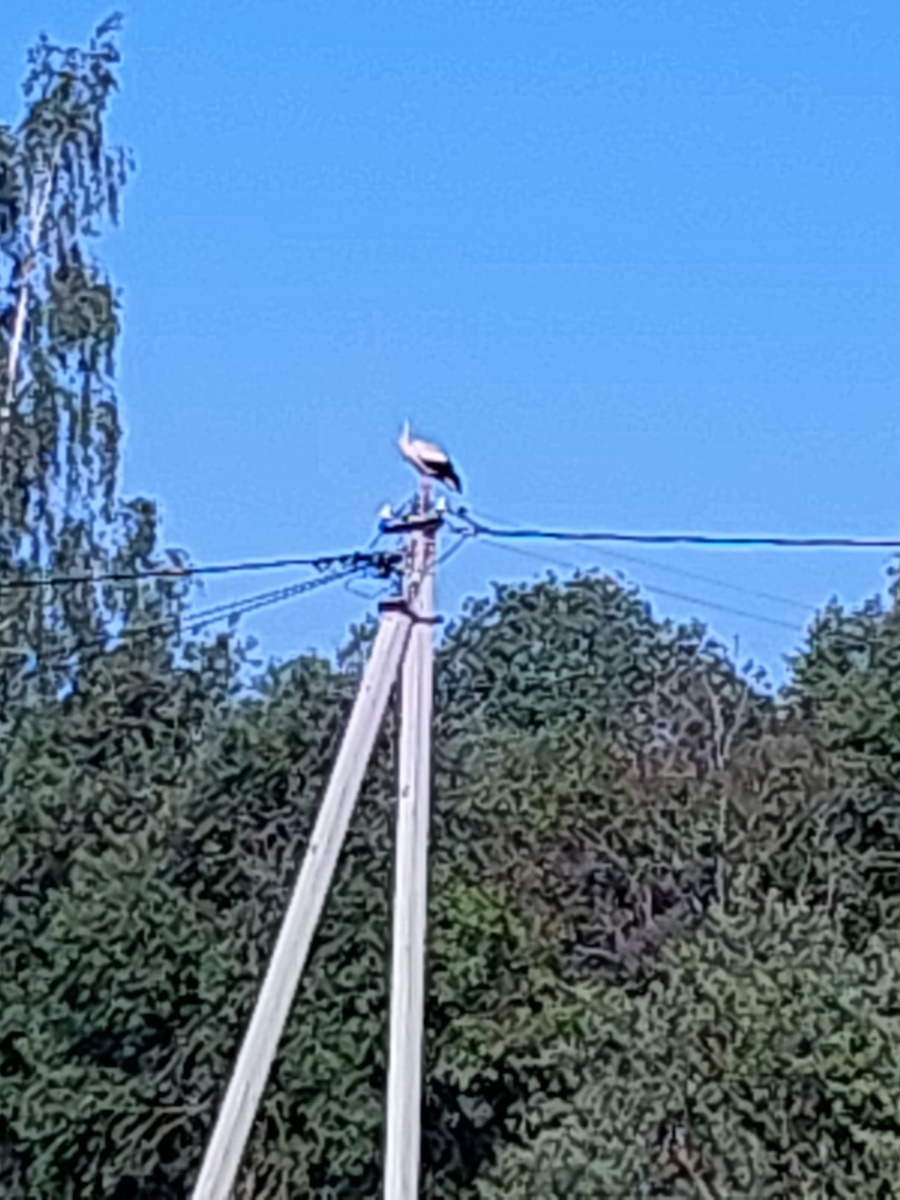 Аисты строят гнездо