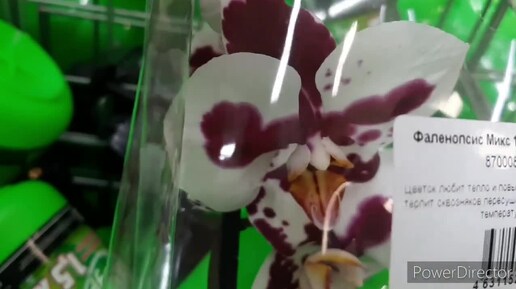ЛЕРУА_ Много свежих Орхидей! 27 июля 2024г.