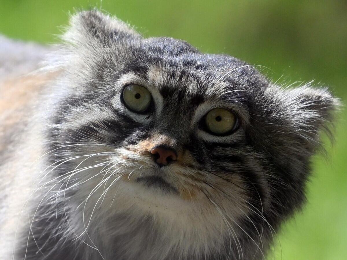    Манул© РИА Новости / Кристина Кормилицына