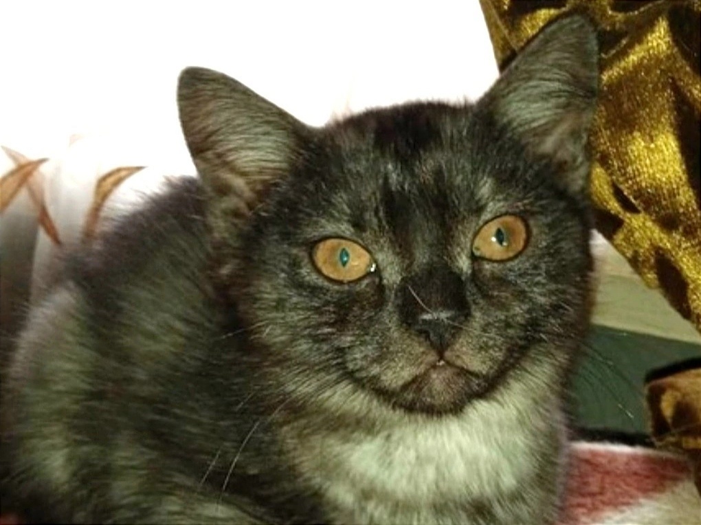 У котёнка фантастический окрас