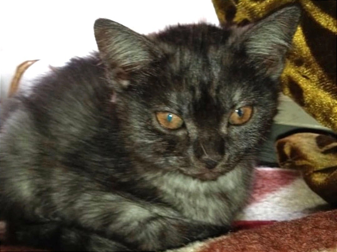 Для домашних котят оказаться на улице - это сильный стресс