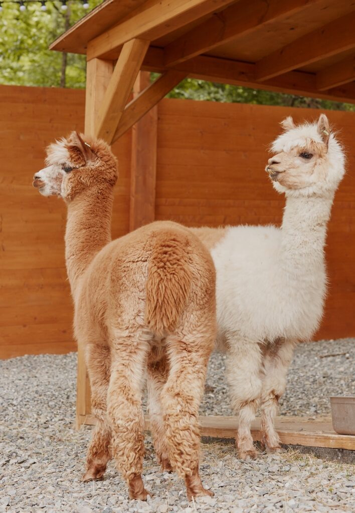 Источник: https://alpaka-sochi.ru/