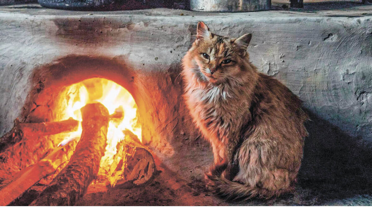 Фото: idel-tat.ru