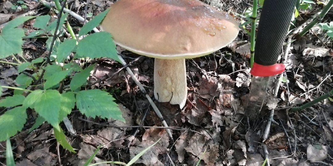 В лесах вновь белые и маслята, подосиновики и опята. А что нашли вы?