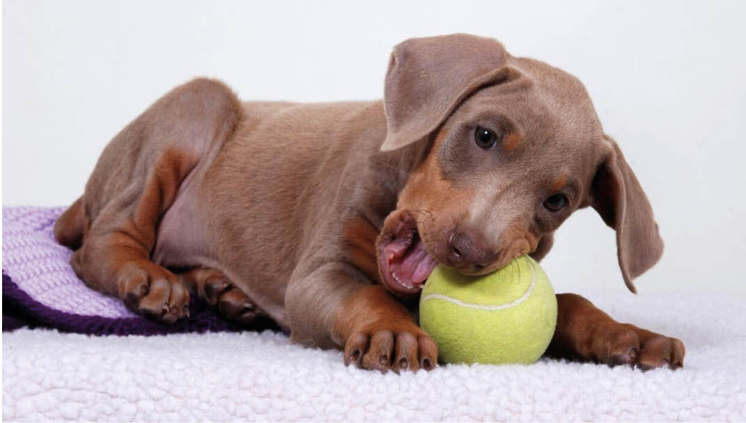 Фото: dogsacademy.ru