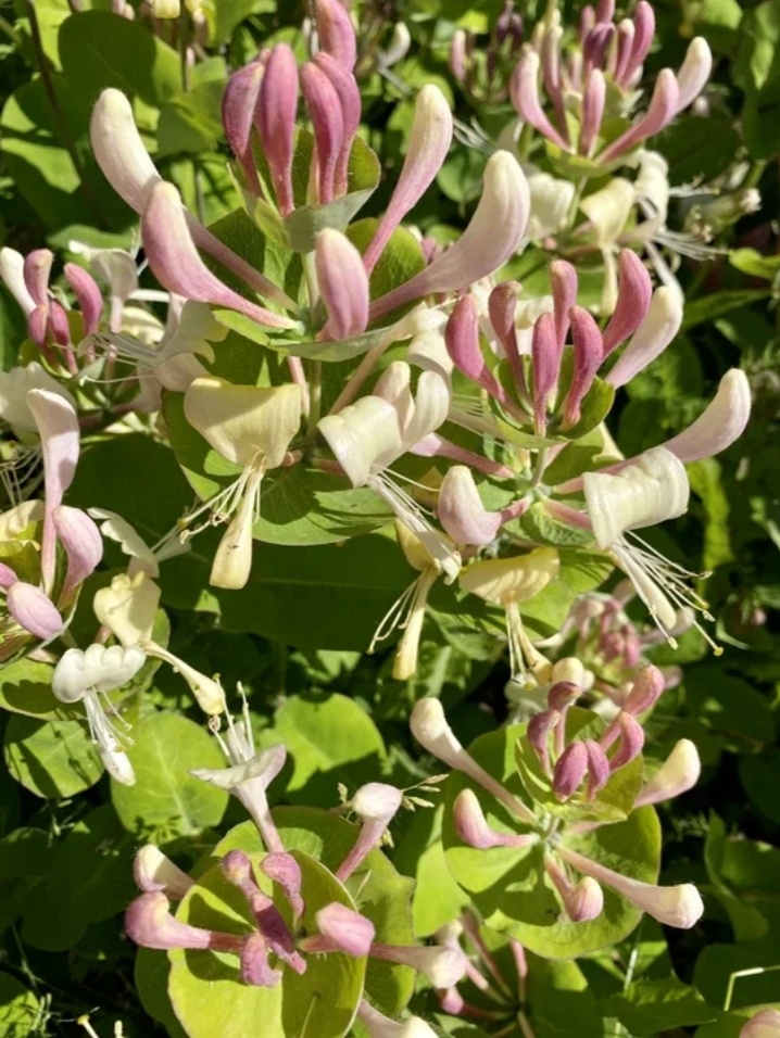 Жимолость декоративная, Каприфоль