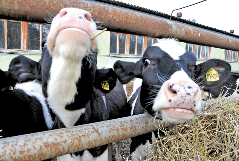 Лейкоз побеждён? Омская область объявляет о конце карантина