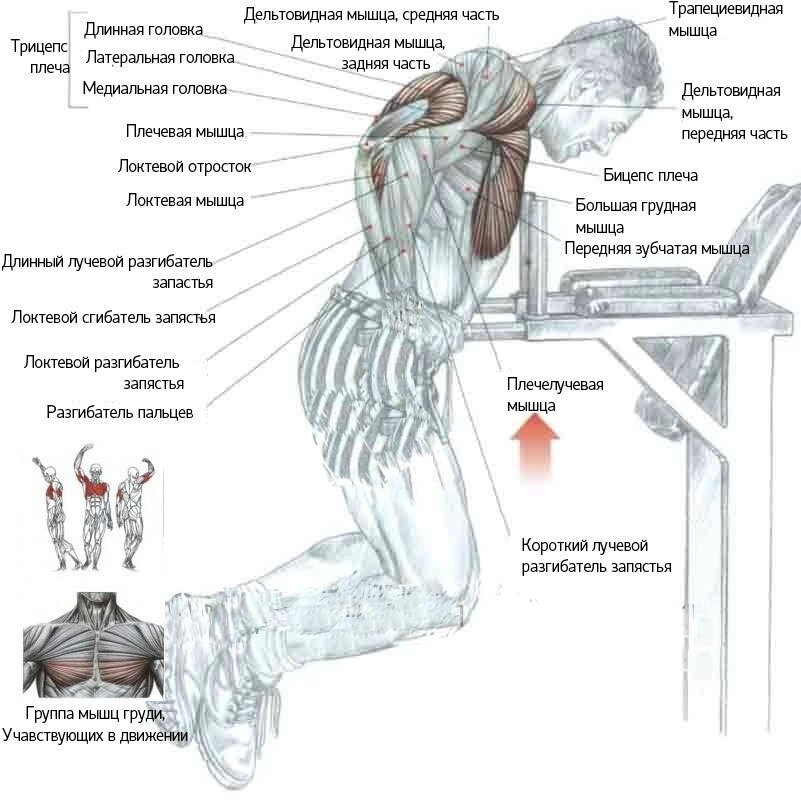 Грудные и трицепцы: