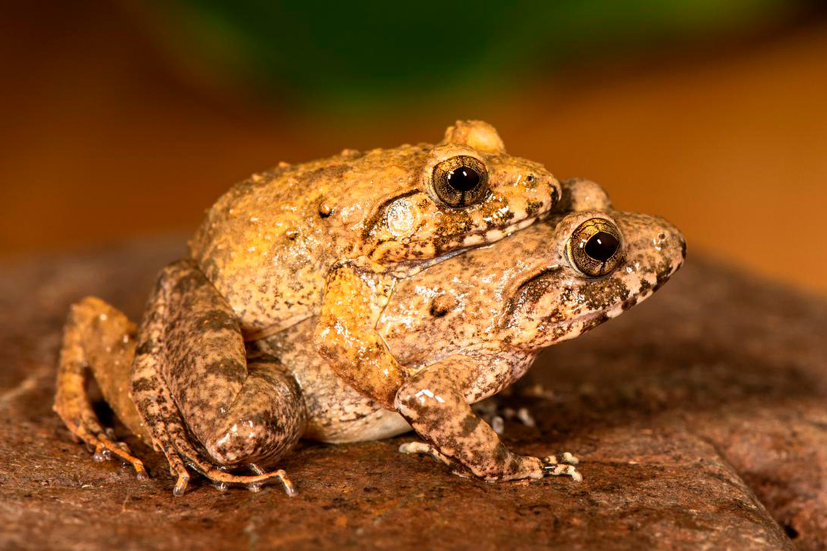 S.D. Biju / vertebrate-zoology.arphahub.com📷Лягушки Чарльза Дарвина (Minervarya charlesdarwini)