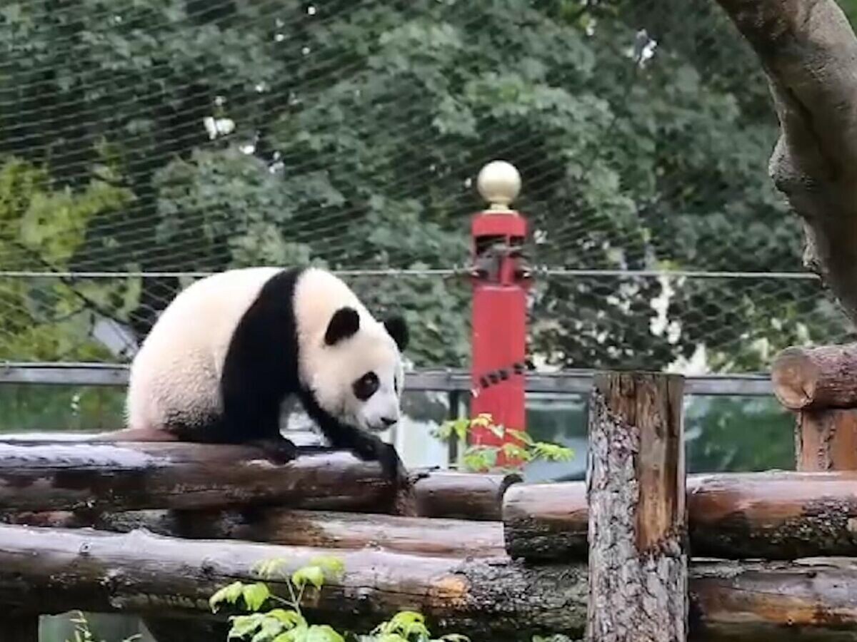    Прогулка панды Катюши под ливнем в Московском зоопарке© t.me/svetlanaakulova1