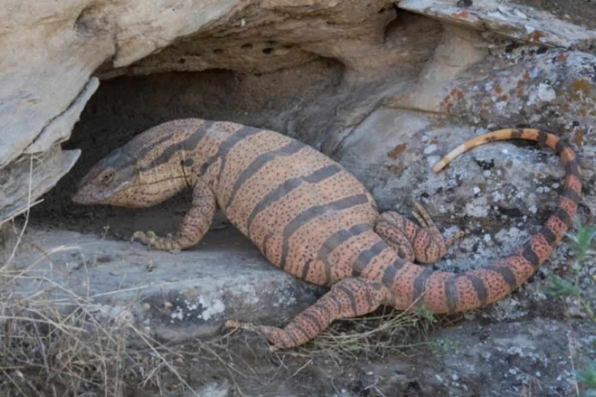 Изображение из открытых источников.