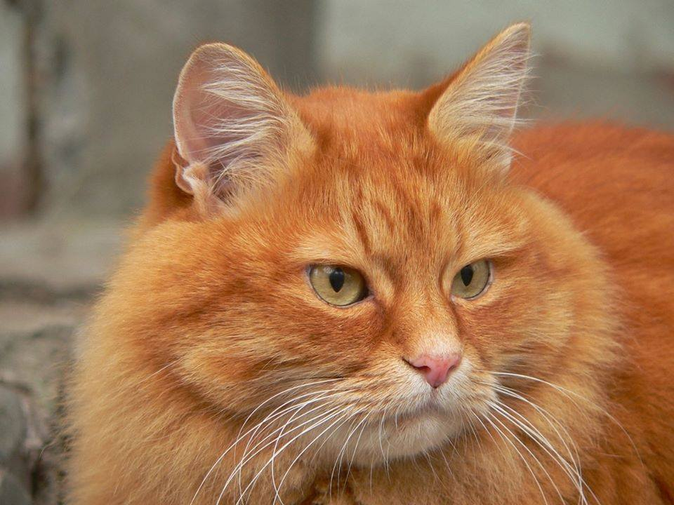 Изображение из открытых источников.