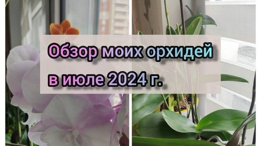 Обзор моих орхидей в июле 2024 г.