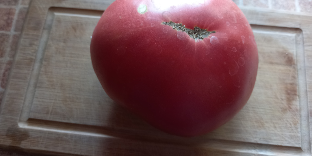 Поспели первые томаты - заготовьте свои семена, адаптированные к вашим условиям. Как правильно это сделать